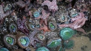 Close up view of a tide pool with lots of green and pink sea life growing in it at Dana Point in San Diego, California, USA